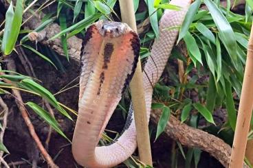 Schlangen kaufen und verkaufen Foto: Naja siamensis Siamesische Speikobra Nz.22 Schlangen kaufen und verkaufen Foto: Naja siamensis Siamesische Speikobra Nz.22