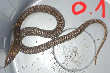 Snakes kaufen und verkaufen Photo: Naja naja 1,1 Brillenschlange Snakes kaufen und verkaufen Photo: Naja naja 1,1 Brillenschlange