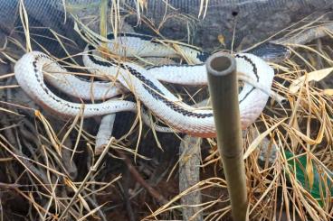 Schlangen kaufen und verkaufen Foto: 1,1 Naja siamensis Siamesische Speikobra Schlangen kaufen und verkaufen Foto: 1,1 Naja siamensis Siamesische Speikobra
