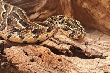 Giftschlangen kaufen und verkaufen Foto: 1,2 Bitis arietans Puffotter Giftschlangen kaufen und verkaufen Foto: 1,2 Bitis arietans Puffotter