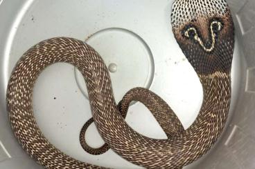 Venomous snakes kaufen und verkaufen Photo: 1,1 Naja naja Brillenschlange Nz.22 
