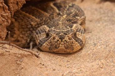 Venomous snakes kaufen und verkaufen Photo: 1,2 Bitis arietans Puffotter