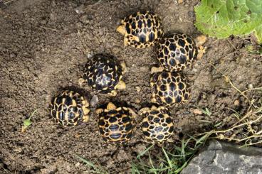 Tortoises kaufen und verkaufen Photo: Geochelone Platynota ÖNZ 2025 Tortoises kaufen und verkaufen Photo: Geochelone Platynota ÖNZ 2025