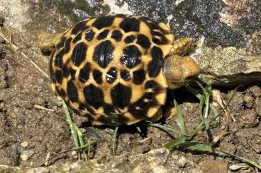 Tortoises kaufen und verkaufen Photo: Geochelone Platynota ÖNZ 2025 Tortoises kaufen und verkaufen Photo: Geochelone Platynota ÖNZ 2025