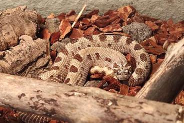 Schlangen kaufen und verkaufen Foto: Heterodon Nasicus Anaconda phet  toffeebelly