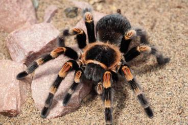 Vogelspinnen kaufen und verkaufen Foto: Suche 1.0 Brachypelma hamorii