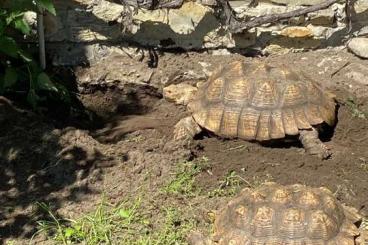 Tortoises kaufen und verkaufen Photo: Spornschildkröte, Geochelone sulcata, juvenil