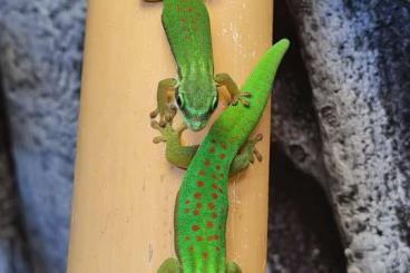 Geckos kaufen und verkaufen Foto: Phelsuma / Taggecko / Gecko