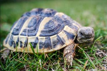 Landschildkröten kaufen und verkaufen Foto: Wir suchen 1.1 oder 1.2 Landschildkröte Schildkröten griechische oder 