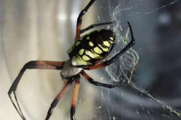 echte Webspinnen kaufen und verkaufen Foto: Looking for Houten - Araneoidea / Argiope aurantia Radnetzspinne echte Webspinnen kaufen und verkaufen Foto: Looking for Houten - Araneoidea / Argiope aurantia Radnetzspinne