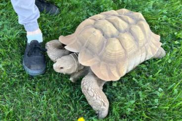 Landschildkröten kaufen und verkaufen Foto: Spornschildkröte /Sulcata adult/subadult gesucht Landschildkröten kaufen und verkaufen Foto: Spornschildkröte /Sulcata adult/subadult gesucht