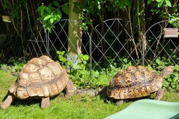 Tortoises kaufen und verkaufen Photo: Suche adulte / subadulte Pantherschildkröte / Stigmochelys pardalis 
