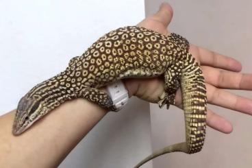Monitor lizards kaufen und verkaufen Photo: Suche weiblichen adulten / subadulten Red Ackie / Varanus acanthurus