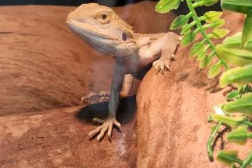 Bartagamen kaufen und verkaufen Foto: Suche weibliche Bartagamen/ Pogona Vitticeps - Hamm & Houten möglich Bartagamen kaufen und verkaufen Foto: Suche weibliche Bartagamen/ Pogona Vitticeps - Hamm & Houten möglich