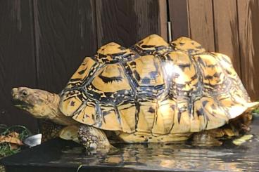 Tortoises kaufen und verkaufen Photo: 0.1 Spornschildkröte /Sulcata und Pantherschildkröte /Stigmochley Tortoises kaufen und verkaufen Photo: 0.1 Spornschildkröte /Sulcata und Pantherschildkröte /Stigmochley