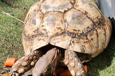 Landschildkröten kaufen und verkaufen Foto: Pantherschildkröten und Spornschildkröten gesucht Landschildkröten kaufen und verkaufen Foto: Pantherschildkröten und Spornschildkröten gesucht
