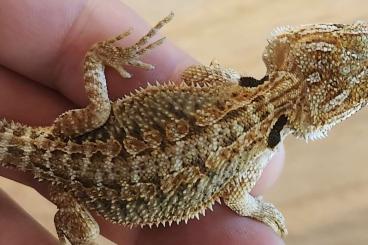 Bartagamen kaufen und verkaufen Foto: 0.0.80 Bartagamen Pogona Vitteceps Zero Citrus Red Tiger Bartagamen kaufen und verkaufen Foto: 0.0.80 Bartagamen Pogona Vitteceps Zero Citrus Red Tiger