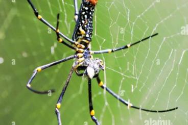 echte Webspinnen kaufen und verkaufen Foto: 3.3 Riesenradnetzspinnen / Nephila tanzaniensis gesucht echte Webspinnen kaufen und verkaufen Foto: 3.3 Riesenradnetzspinnen / Nephila tanzaniensis gesucht