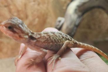 Bartagamen kaufen und verkaufen Foto: Raritäten - Kreuzung / Hybride Pogona Henrylawsoni & Vitteceps 
