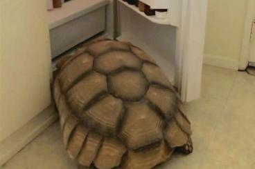 Landschildkröten kaufen und verkaufen Photo: & Spornschildkröte gesucht Landschildkröten kaufen und verkaufen Photo: & Spornschildkröte gesucht