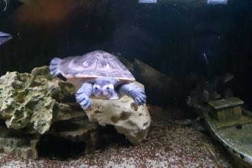 Schildkröten  kaufen und verkaufen Foto: Rotbauchspitzkopfschildkröten (Emydura Subglobosa)
