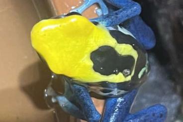 Poison dart frogs kaufen und verkaufen Photo: Brasilianer Männlein gesucht