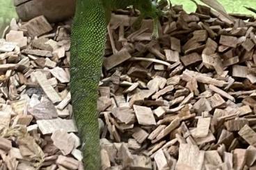 Geckos kaufen und verkaufen Foto: Phelsuma Grandis Männlein 