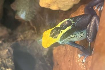 Pfeilgiftfrösche kaufen und verkaufen Foto: Dendrobates tinctorius Brasilianer MÄNNLEIN 