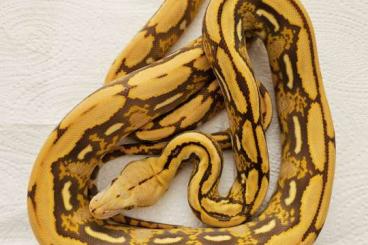 Schlangen kaufen und verkaufen Foto: Malayopython reticulatus morph