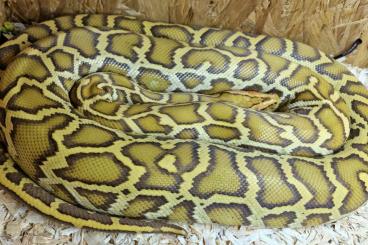 Snakes kaufen und verkaufen Photo: 1,1 Python bivittatus Caramel Alan Wei line