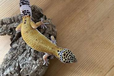 Geckos kaufen und verkaufen Foto: Die letzten beiden! Leopardgecko 0.2 Mandarin tangerine (Ghost), BNMS