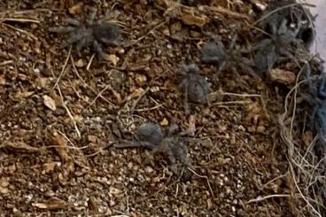 - bird spiders kaufen und verkaufen Photo: Tliltocatl Vagans slings i 4-5