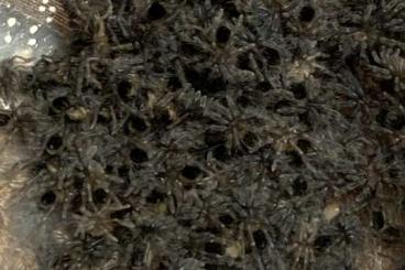 Spinnen und Skorpione kaufen und verkaufen Foto: Tliltocatl vagans spiderlings L1