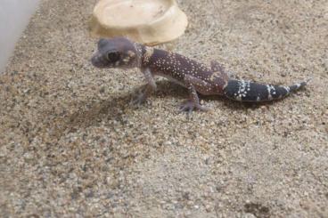 Geckos kaufen und verkaufen Foto: Ich verkaufe Nephrurus Milli 