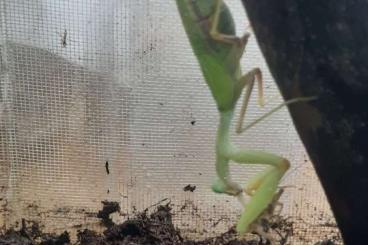 Insekten kaufen und verkaufen Foto: Sphodromantis Lineola in Czech Republic (Gottesanbeterin)