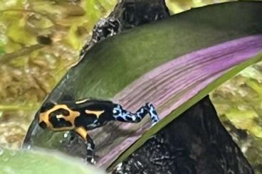 Poison dart frogs kaufen und verkaufen Photo: Ranitomeya imitator Jezeberos Poison dart frogs kaufen und verkaufen Photo: Ranitomeya imitator Jezeberos