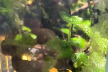 Pfeilgiftfrösche kaufen und verkaufen Foto: Dendrobates tinctorius Mont Pelé Pfeilgiftfrösche kaufen und verkaufen Foto: Dendrobates tinctorius Mont Pelé