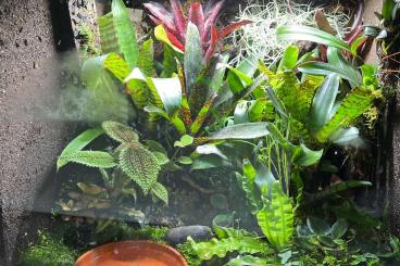 Poison dart frogs kaufen und verkaufen Photo: Dendrobates tinctorius Tamamuque Poison dart frogs kaufen und verkaufen Photo: Dendrobates tinctorius Tamamuque