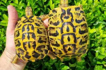 Tortoises kaufen und verkaufen Photo: Marginata and Hermanni hermanni for sale in Hamm!!