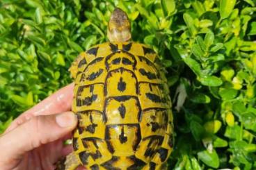 Landschildkröten kaufen und verkaufen Foto: Sicily and Puglia adult hermanni hermanni 