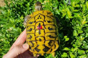 Landschildkröten kaufen und verkaufen Foto: For Sale for Hamm fair!!!