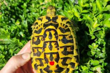 Landschildkröten kaufen und verkaufen Foto: Sicily hermanni hermanni for sale