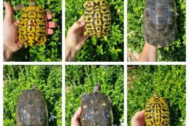 Landschildkröten kaufen und verkaufen Foto: Sardinian marginata and Hh for sale