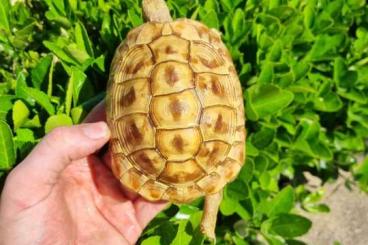 Landschildkröten kaufen und verkaufen Foto: LUCISTIC HERMANNI HERMANNI FOR SALE 