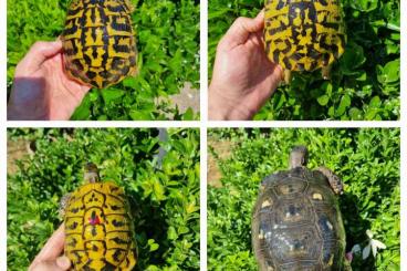 Landschildkröten kaufen und verkaufen Foto: Hermanni hermanni and Marginata for Verona expo