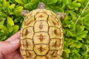 Tortoises kaufen und verkaufen Photo: hh Isabella for Verona fair Tortoises kaufen und verkaufen Photo: hh Isabella for Verona fair