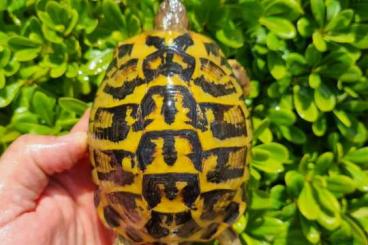 Landschildkröten kaufen und verkaufen Foto: Puglia and Sardinian turtles
