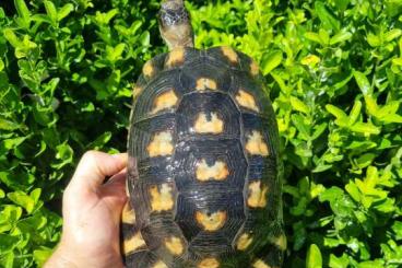 Tortoises kaufen und verkaufen Photo: for Hamm fair Sardinian Marginatas