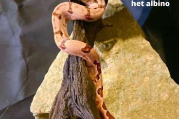 Boas kaufen und verkaufen Foto: Hypo Salmon het albino DNZ Boa Constrictor