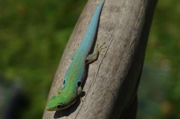 Geckos kaufen und verkaufen Photo: 1.1 Phelsuma dorsivittata paradoxa